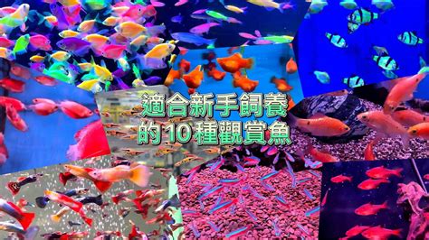 那種魚最好養|十種好養的觀賞魚（建議新手保留)